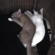 Blanding af racer Mille R.I.P.