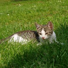 Blanding af racer Rocky<3 *VÆK*