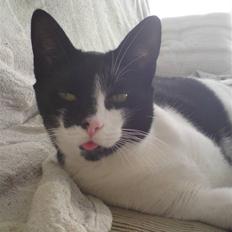 Huskat /Orientaler Sylvester