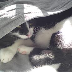 Huskat /Orientaler Sylvester