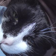 Huskat /Orientaler Sylvester