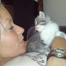 Huskat /Orientaler Miss Ruth