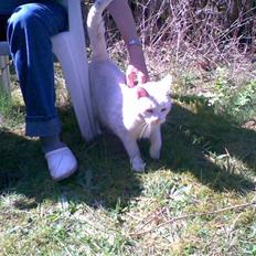 Huskat Hvidmis R.I.P