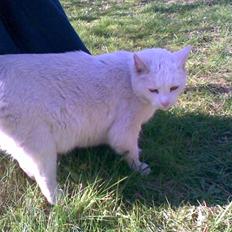 Huskat Hvidmis R.I.P