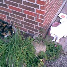 Huskat Hvidmis R.I.P