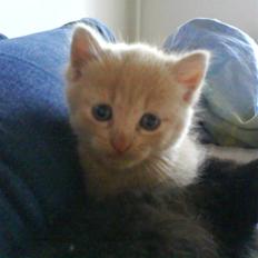 Blanding af racer Lucky<33 (død) :´(  