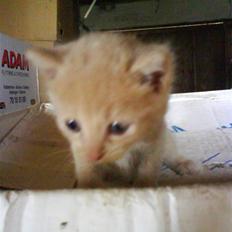 Blanding af racer Lucky<33 (død) :´(  