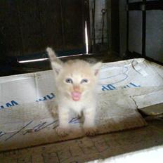 Blanding af racer Lucky<33 (død) :´(  