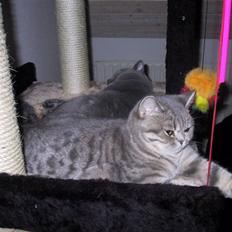 British Shorthair frida