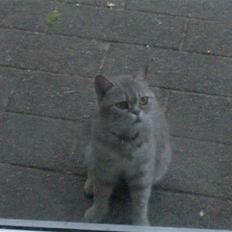 British Shorthair frida