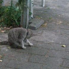 British Shorthair frida