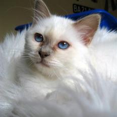 Hellig Birma RIP DK Quanti´s Daisy Day