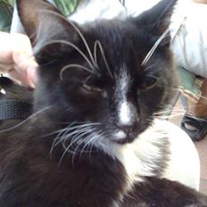 Blanding af racer Charlie