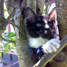 Blanding af racer Charlie