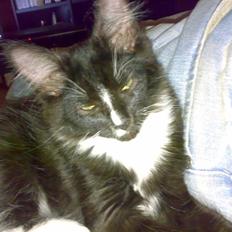 Blanding af racer Charlie