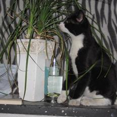 Huskat baloo *løbet væk*