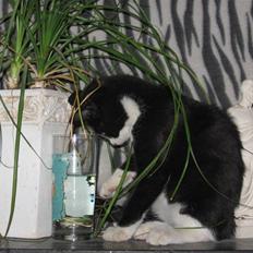 Huskat baloo *løbet væk*