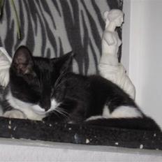 Huskat baloo *løbet væk*