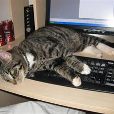 Blanding af racer tarzan