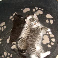 Blanding af racer tarzan