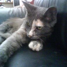 Maine Coon cleopetra / musse