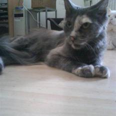 Maine Coon cleopetra / musse