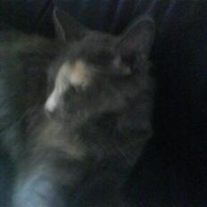 Maine Coon cleopetra / musse