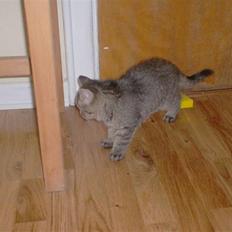 Blanding af racer Simba