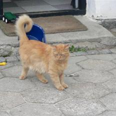 Norsk Skovkat Laban R.I.P