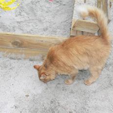 Norsk Skovkat Laban R.I.P