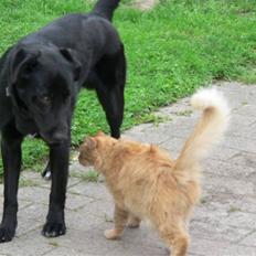 Norsk Skovkat Laban R.I.P