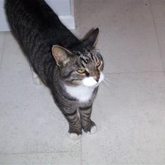 Blanding af racer mads 