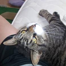 Blanding af racer mads 