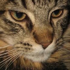 Maine Coon balbooms angelo