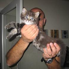 Maine Coon balbooms angelo