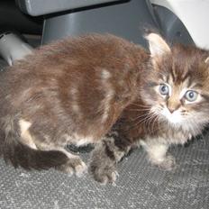 Maine Coon balbooms angelo