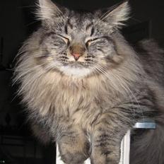 Blanding af racer fars mikle