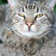 Blanding af racer Simba Halv Main coon.