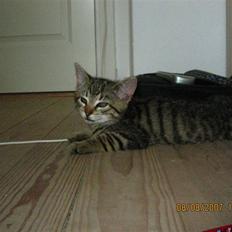 Blanding af racer Simba Halv Main coon.