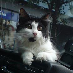 Norsk Skovkat Speedy