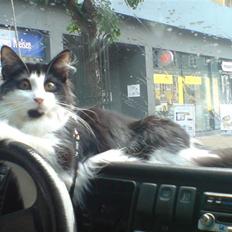 Norsk Skovkat Speedy