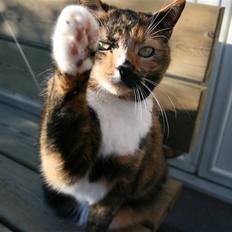 Huskat Sille(Tykkemis)