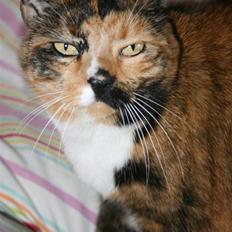 Huskat Sille(Tykkemis)