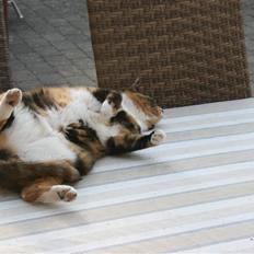 Huskat Sille(Tykkemis)