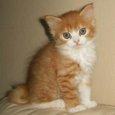 Blanding af racer tut