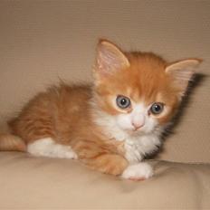 Blanding af racer tut