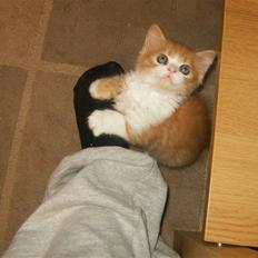 Blanding af racer tut