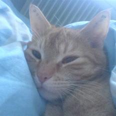 Huskat Prinz Mino vom Altgrunde