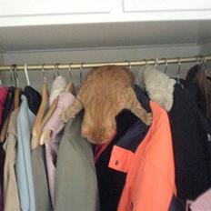 Huskat Prinz Mino vom Altgrunde