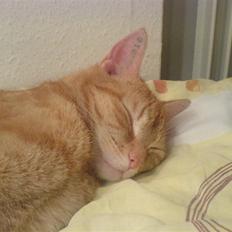 Huskat Prinz Mino vom Altgrunde